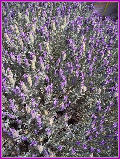 Spanish Lavender Spanish Lavender