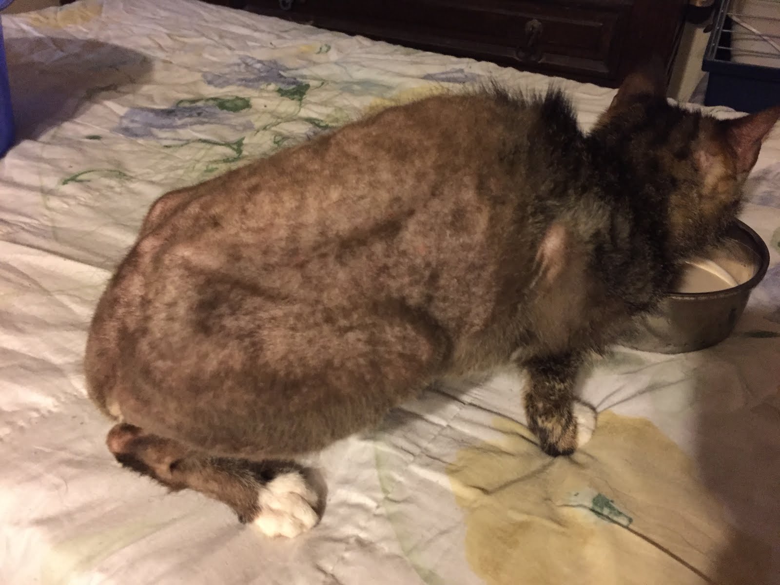 words from the funny farm The Funny Farm Cat Rescue