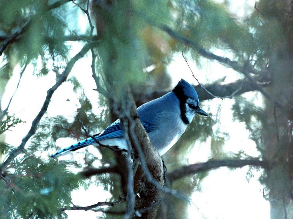 Bird In Everything Blue Jay Bird Habitat