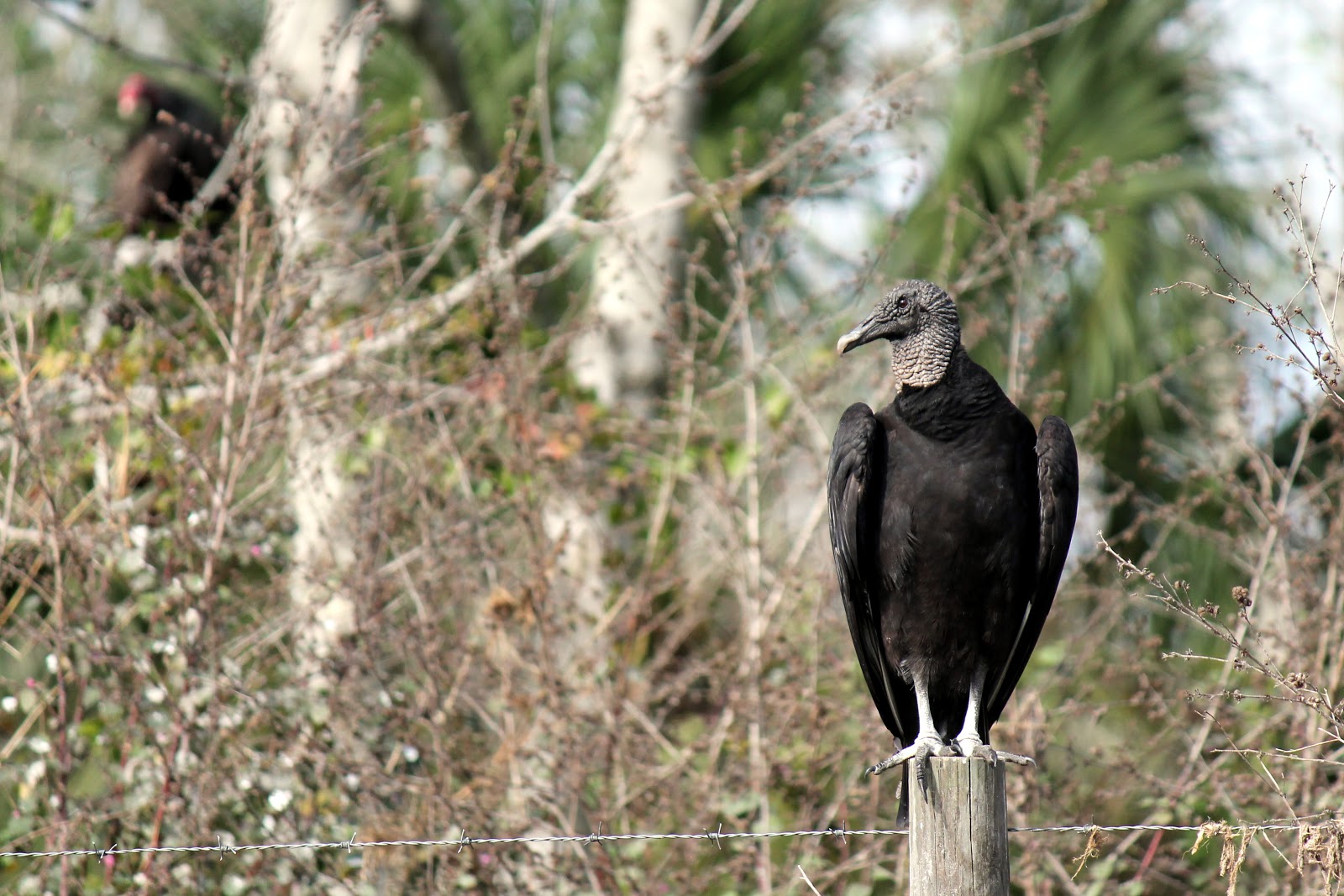 mitcheci photos Florida Birds of Prey