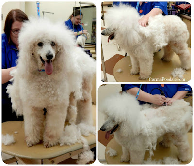 Standard poodle getting all of their hair cut off