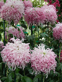 Pale purple reflex mum Allan Gardens Conservatory 2015 Chrysanthemum Show by garden muses-not another Toronto gardening blog