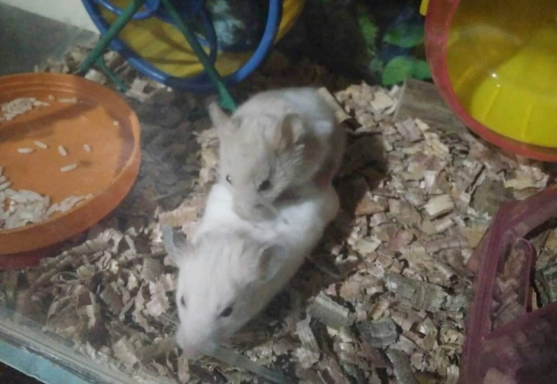 Jantan hamster Pondok Hamster: