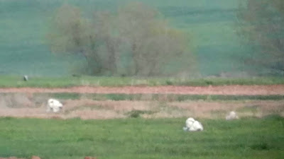 Lek, ruedas, cortejo, Avutardas, Otis tarda, Arroyo Tortuero, ZEPA 139, excursión, Estepas cerealistas ríos Jarama y Henares, Valdetorres del Jarama, marzo 2017