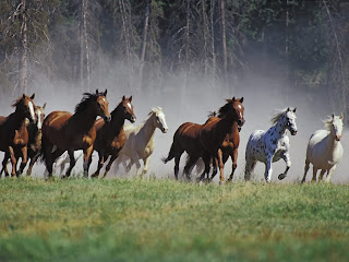 Wild Horses images