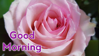 good morning good morning