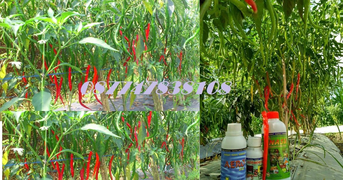 budidaya cabe organik nasa variety