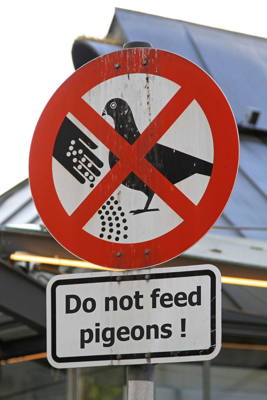 Avon Pest Control Blog How to Deal With Faeces of Starlings and Pigeons