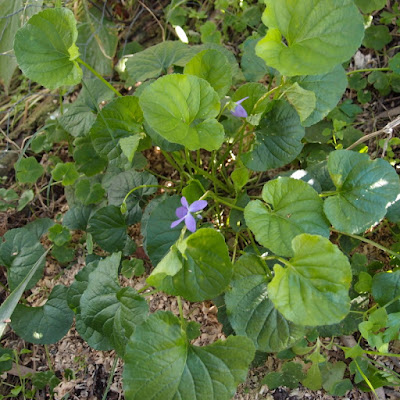 eight acres: how to grow and use the herb Sweet Violet in the sub-tropics