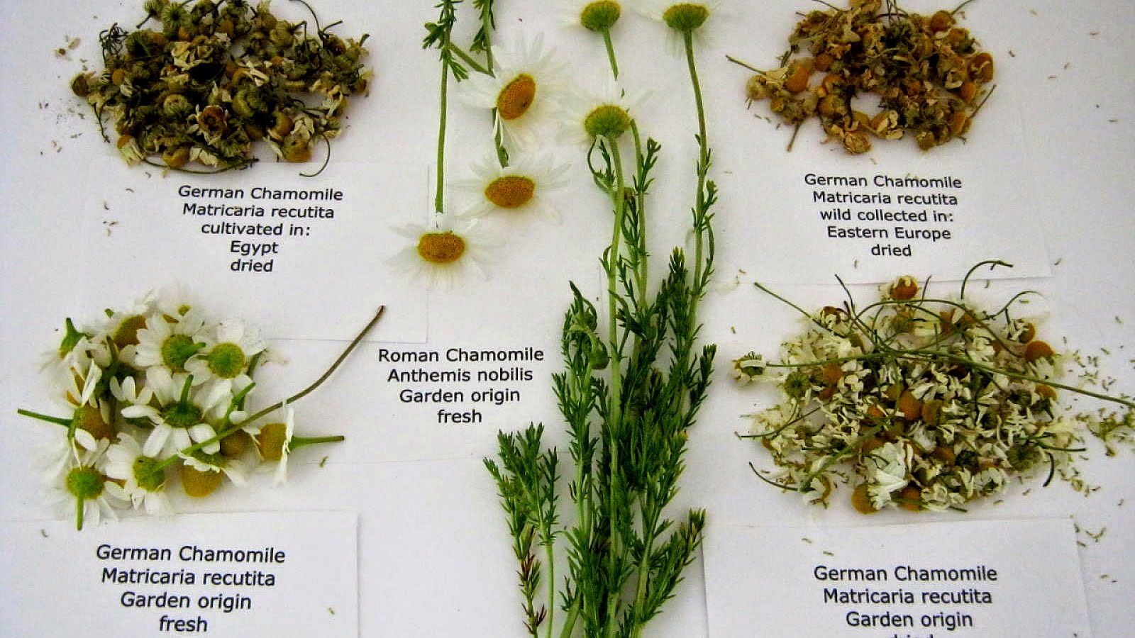 Chamomile German Essential Oil German Choices