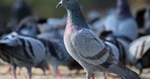 99 Arti Mimpi Burung Dara Menurut Islam Dan Tafsir Primbon Mimpi Buang Air Dan Burung 99 Arti Mimpi Burung Dara Menurut Islam Dan Tafsir Primbon Mimpi Buang Air Dan Burung