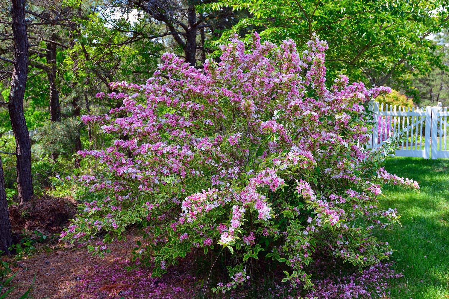 The Amazing Life: Cape Cod Spring 2013