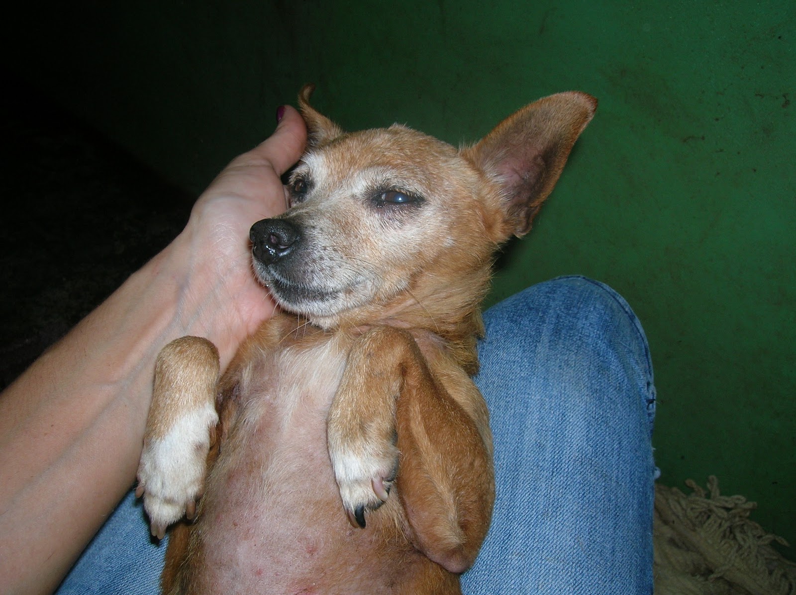 Amor sem preço PINSCHER VELHINHO AINDA ESTÁ A ESPERA DE UM LAR. TEMOS