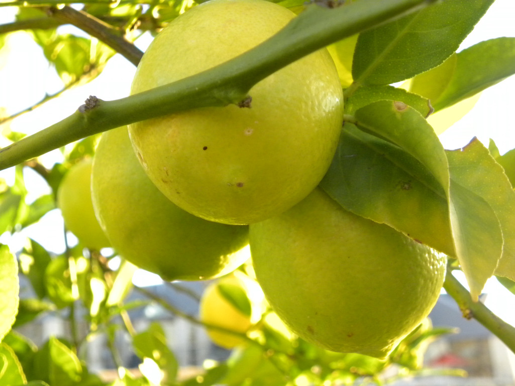 Diane's Texas Garden Lemon Tree