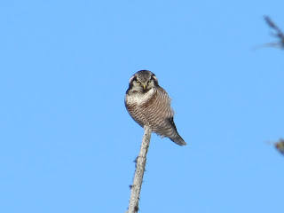 Image of a Northern Hawk Owl 