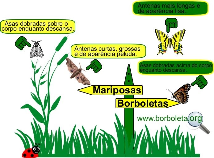 As principais diferenças entre Mariposas e Borboletas As principais diferenças entre Mariposas e Borboletas