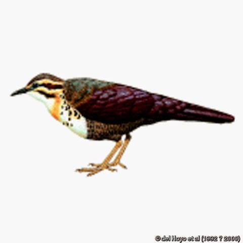 Tierra de polluelas, rascones, grullas Mesito pecho blanco (Mesitornis