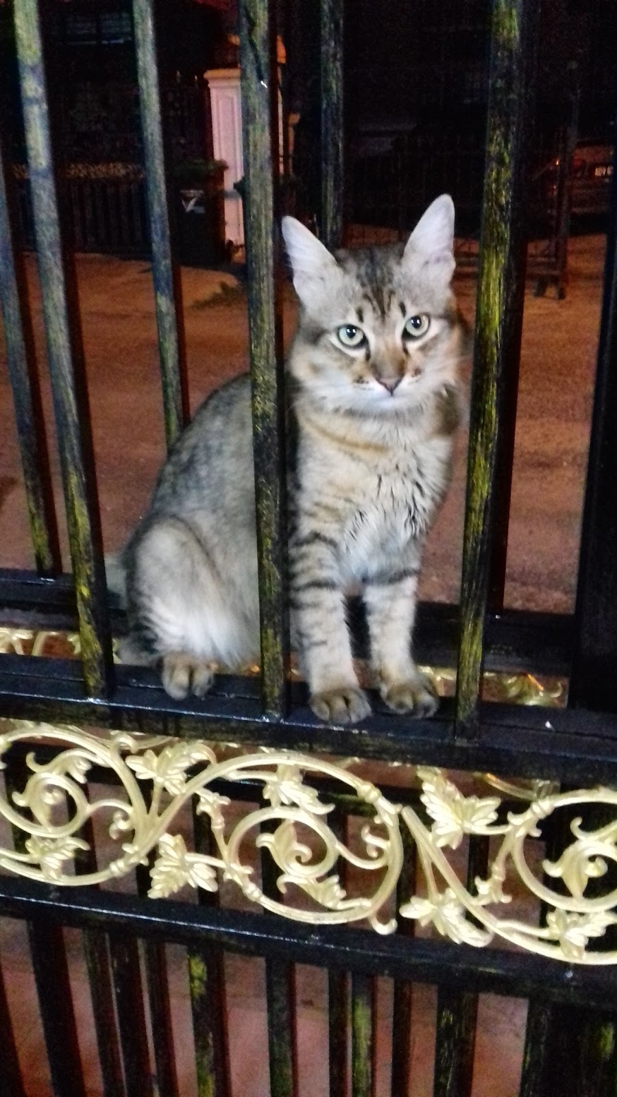 Hayat Seekor Kucing Hayat Seekor Kucing