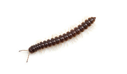millipedes centipedes centipede millipede earwigs extermination control bugs chicago