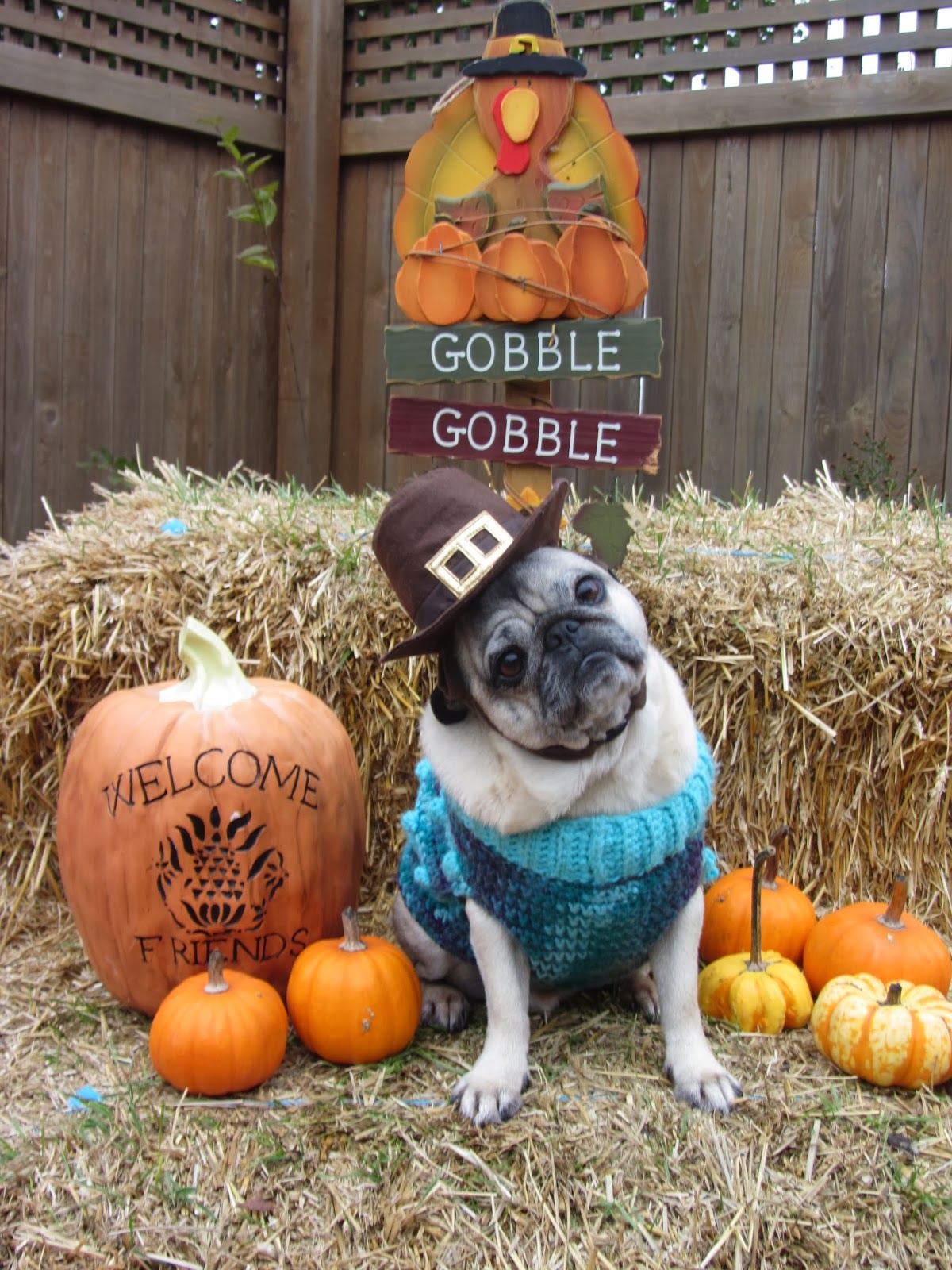 A Day In The Life Of Pugs Gobble Gobble Gobble