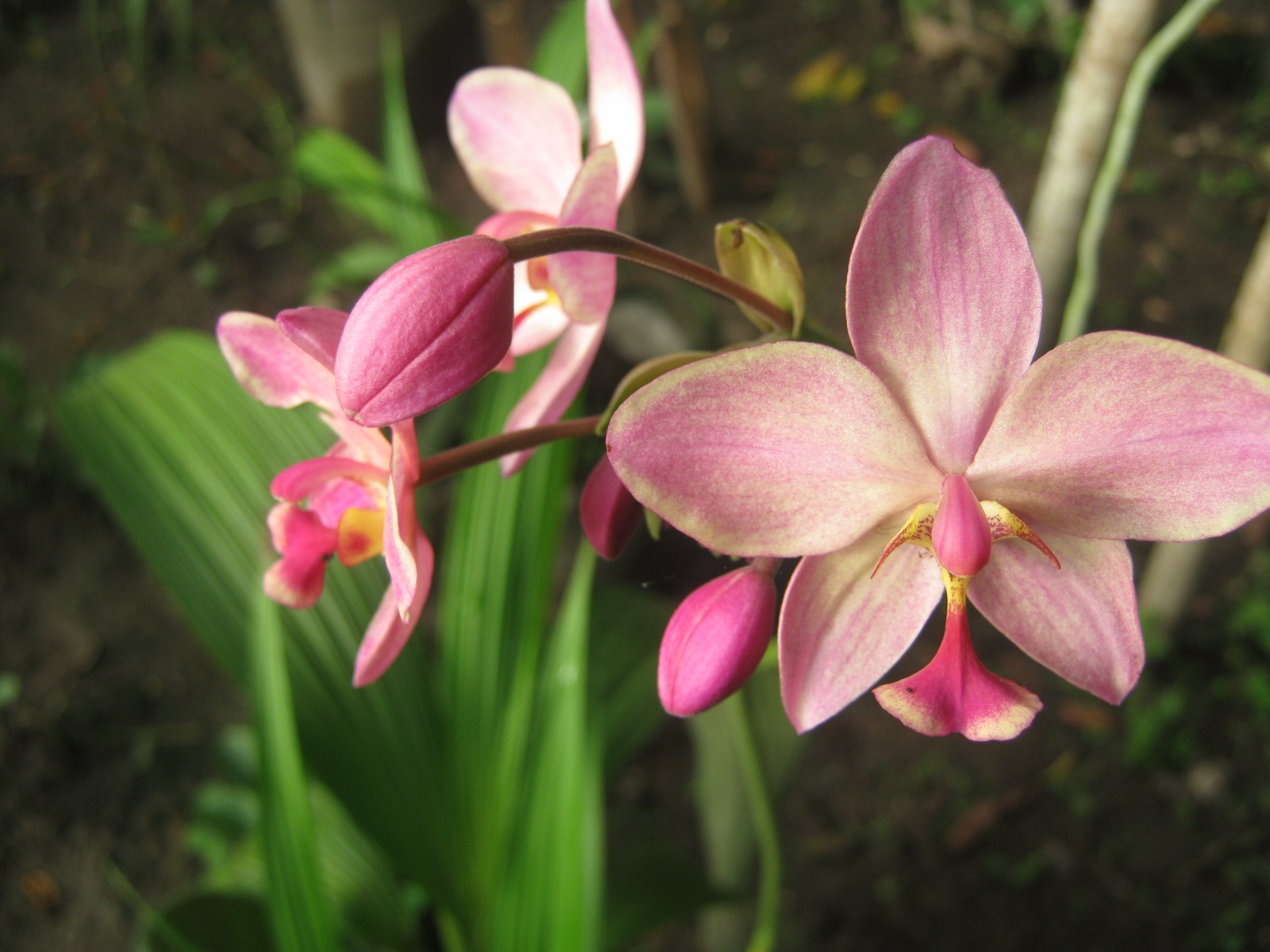 Biz Infomatics Tourist spots, Events, Foods in the Philippines