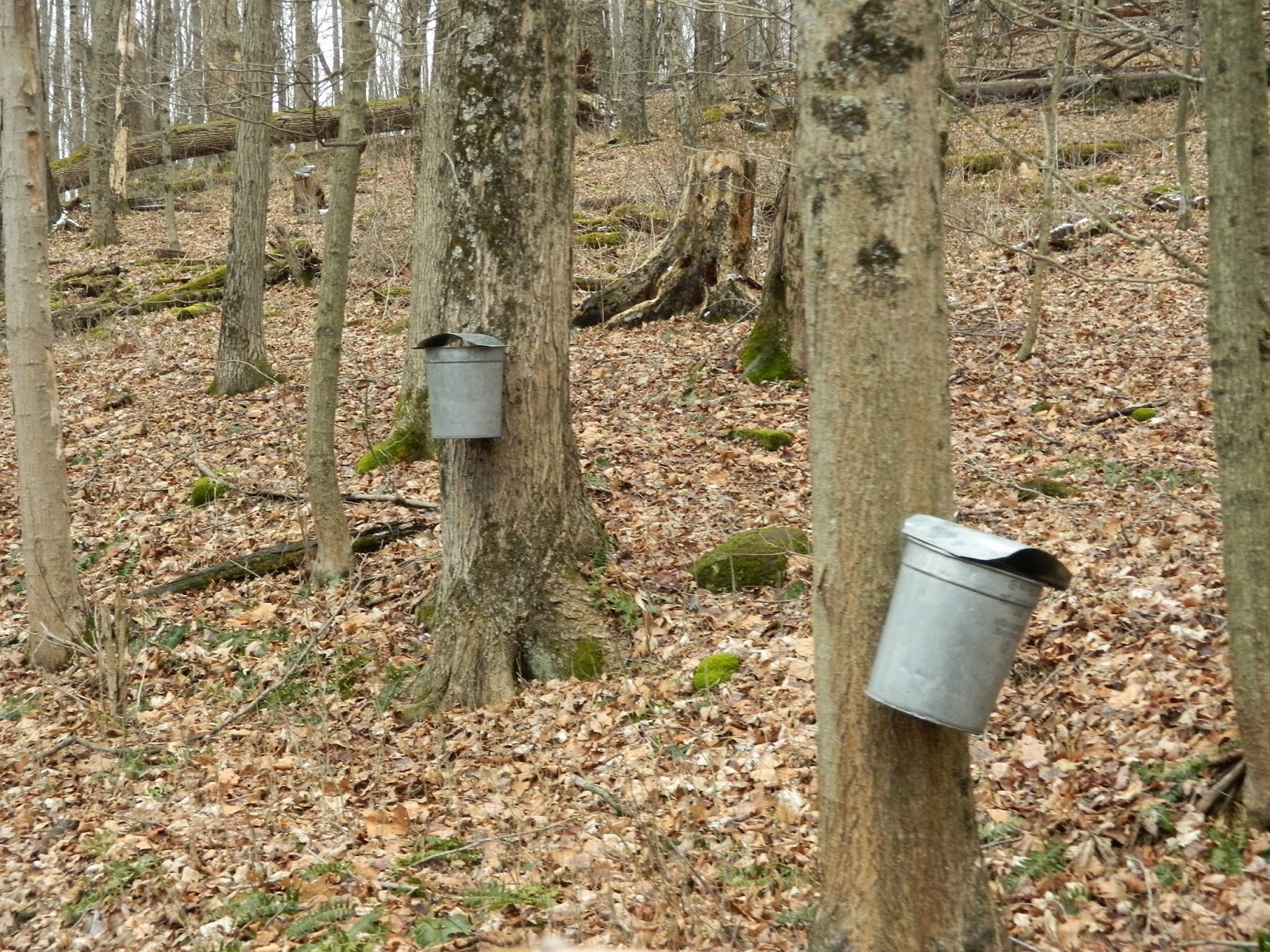Malabar Farm's Maple Syrup Festival Lucas, Ohio