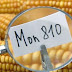 Η Γαλλία λέει «όχι» στο γενετικά τροποποιημένο καλαμπόκι της Monsanto