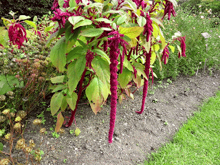 Animated GIF of plants blowing in the wind at the National Botanic Gardens in Dublin