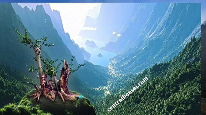 Membentuk Tunggul/Bakalan Bonsai Agar Menarik