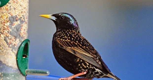 wild birds unlimited overwhelming flock of blackbirds in wild birds unlimited overwhelming flock of blackbirds in