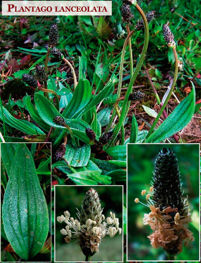 Ribwort plantain Plantago lanceolata Medicinal use of Ribwort plantain Macedonia Nature