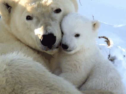 This is so adorably cute! Polar Baby Bear cuddling with her Mother. #adorable #animals #bear #mamabear #babybear #cuddling #gif #awww
