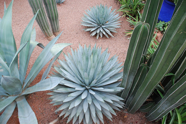 garden of eaden january 2009