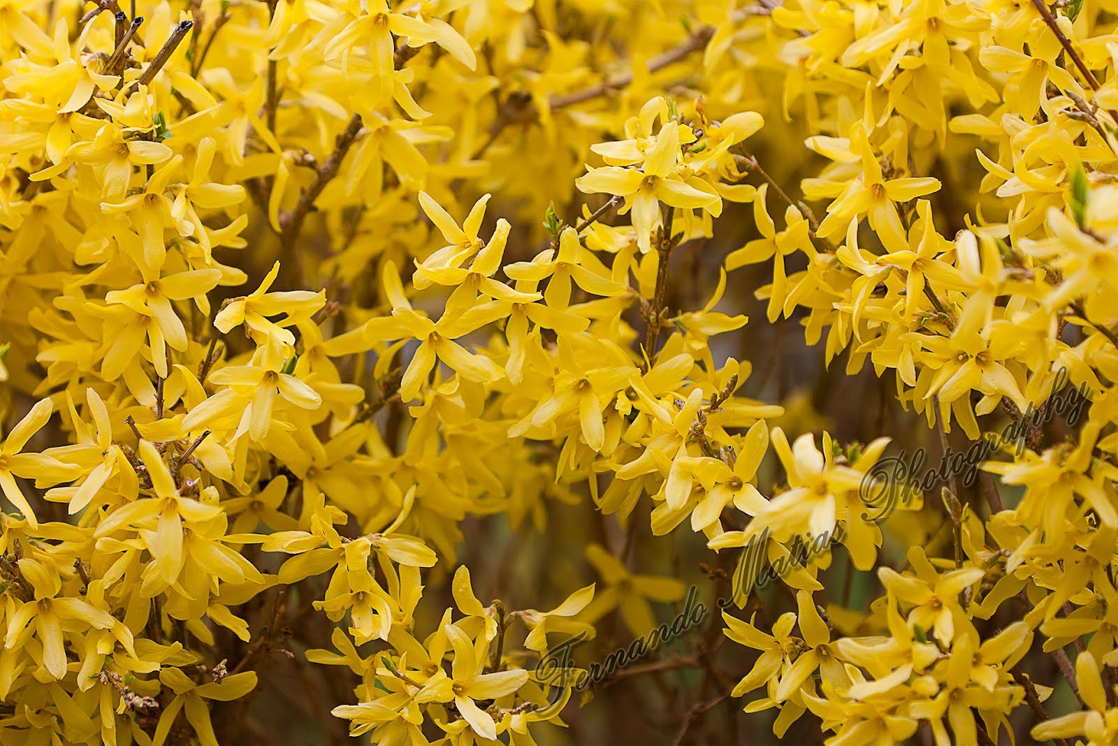 mellow yellow realtree mellow yellow realtree