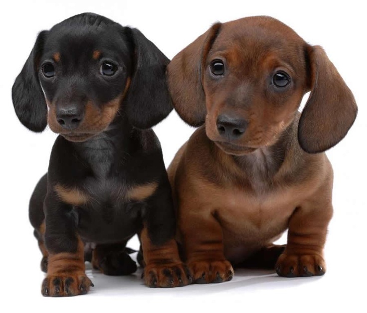 Puppies Breeds Teckel o Dachshund