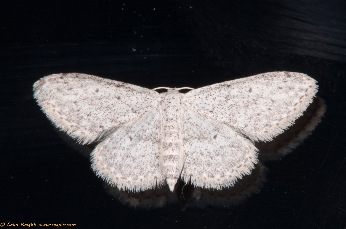 Postcards from Sussex a of moths