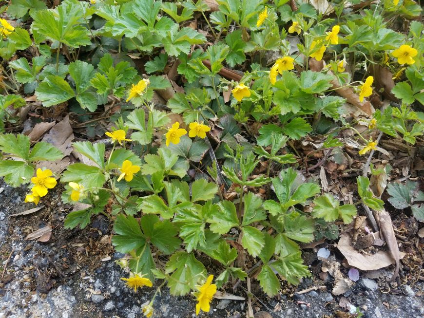 Вальдштейния земляниковидная купить в Москве по низкой цене Продажа растений и с