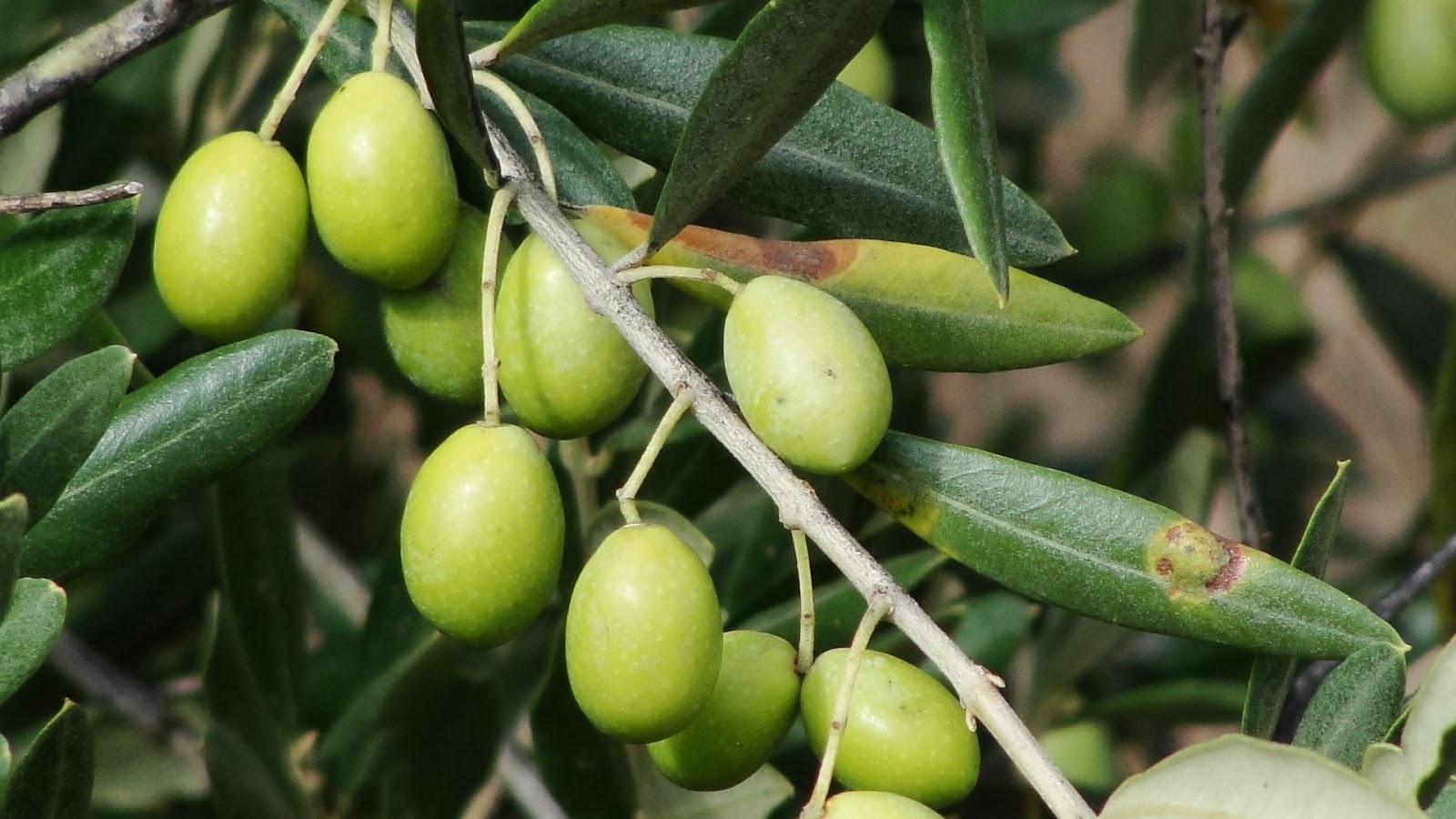 ZEYTİN BESİN DEĞERİ, ZEYTİN VE ZEYTİN YAĞI FAYDALARI