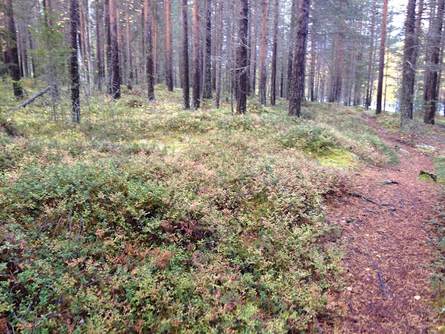 พักร่างที่ Storforsen