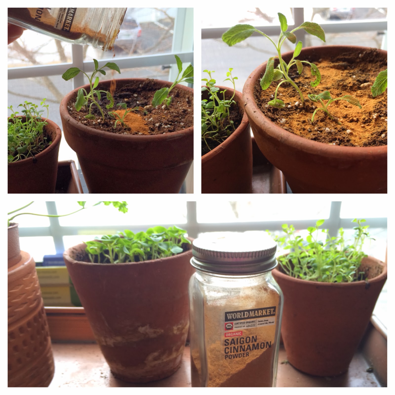 Kitchen cure for damping off