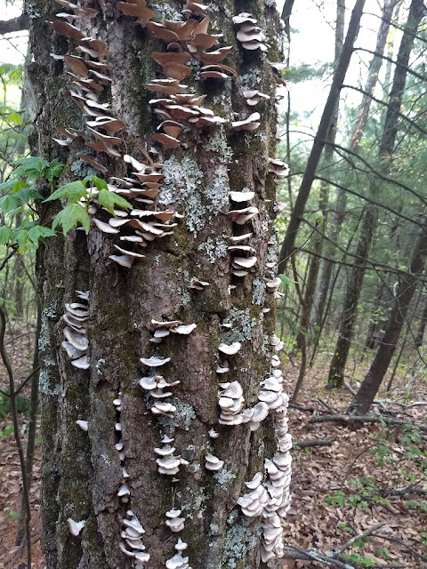 oak with mushrooms