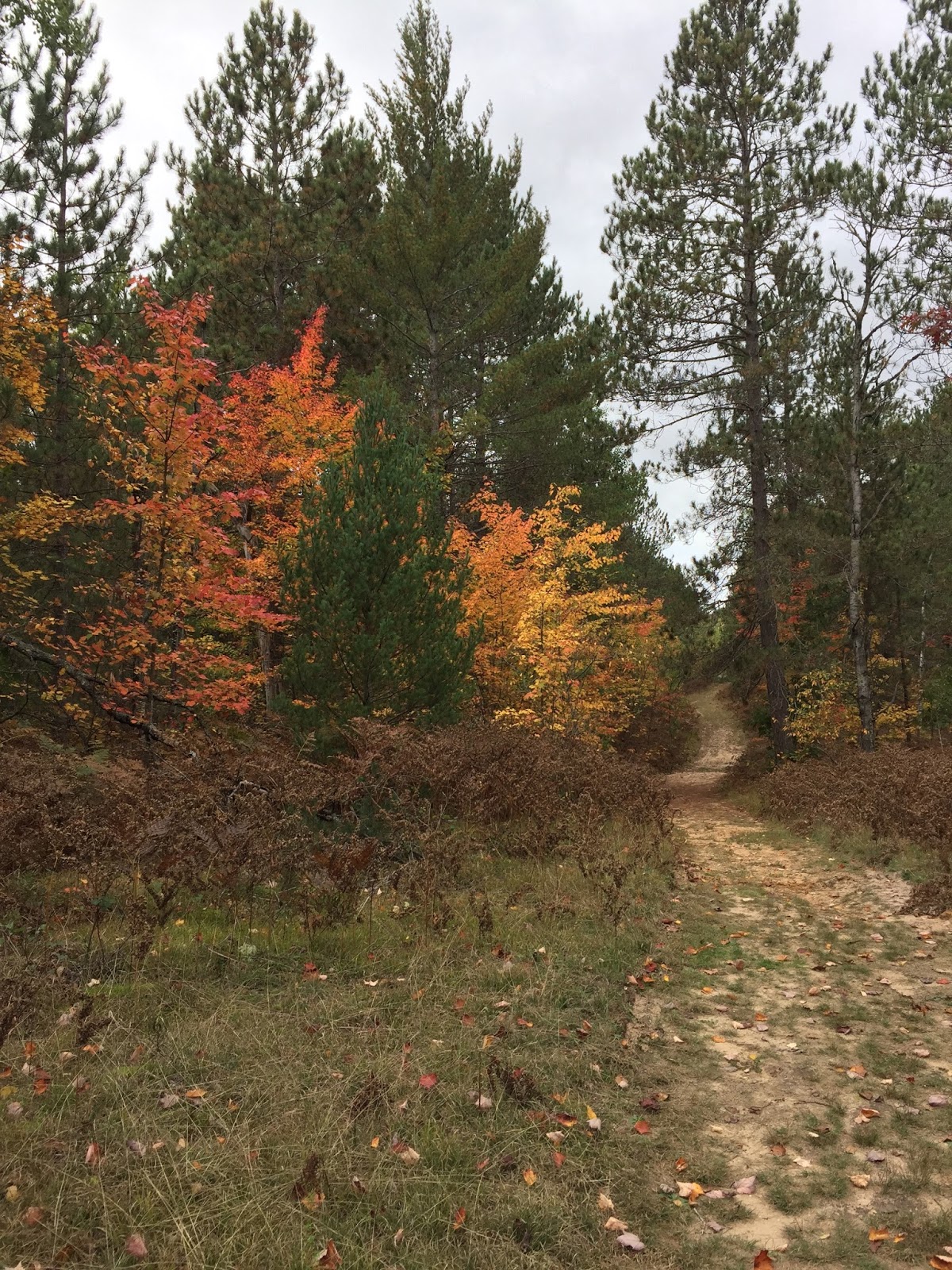 Travel Reviews & Information Grayling, Michigan / Hartwick Pines State