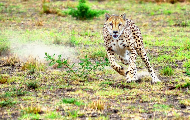 Kwa Cheetah Breeding Project