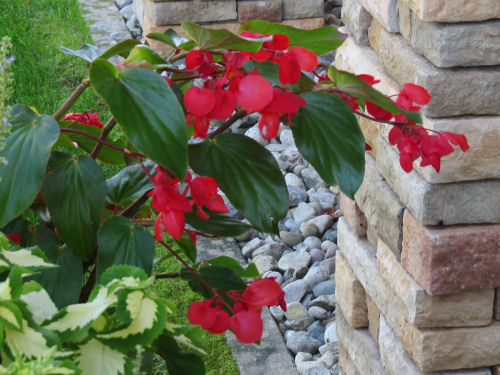 dragon wing begonia