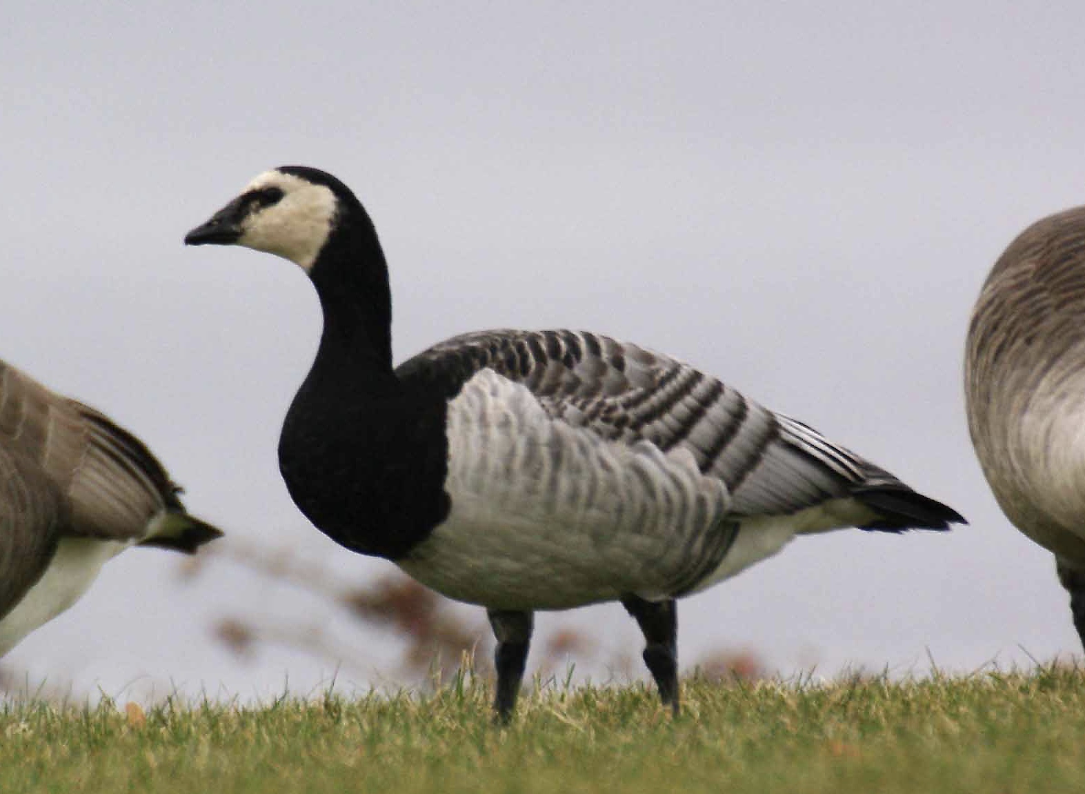 barnacle goose and canada goose barnacle goose and canada goose