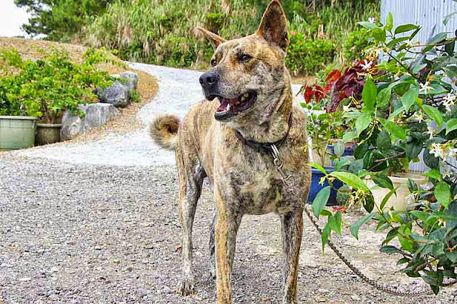 Ryukyu Inu, Tora, dog