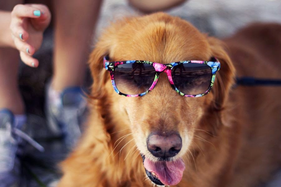 30 Sweet Photos of Dogs in Sunglasses - Best Photography, Art