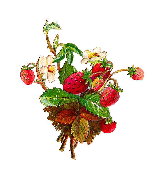 vintage strawberry clipart - photo #3