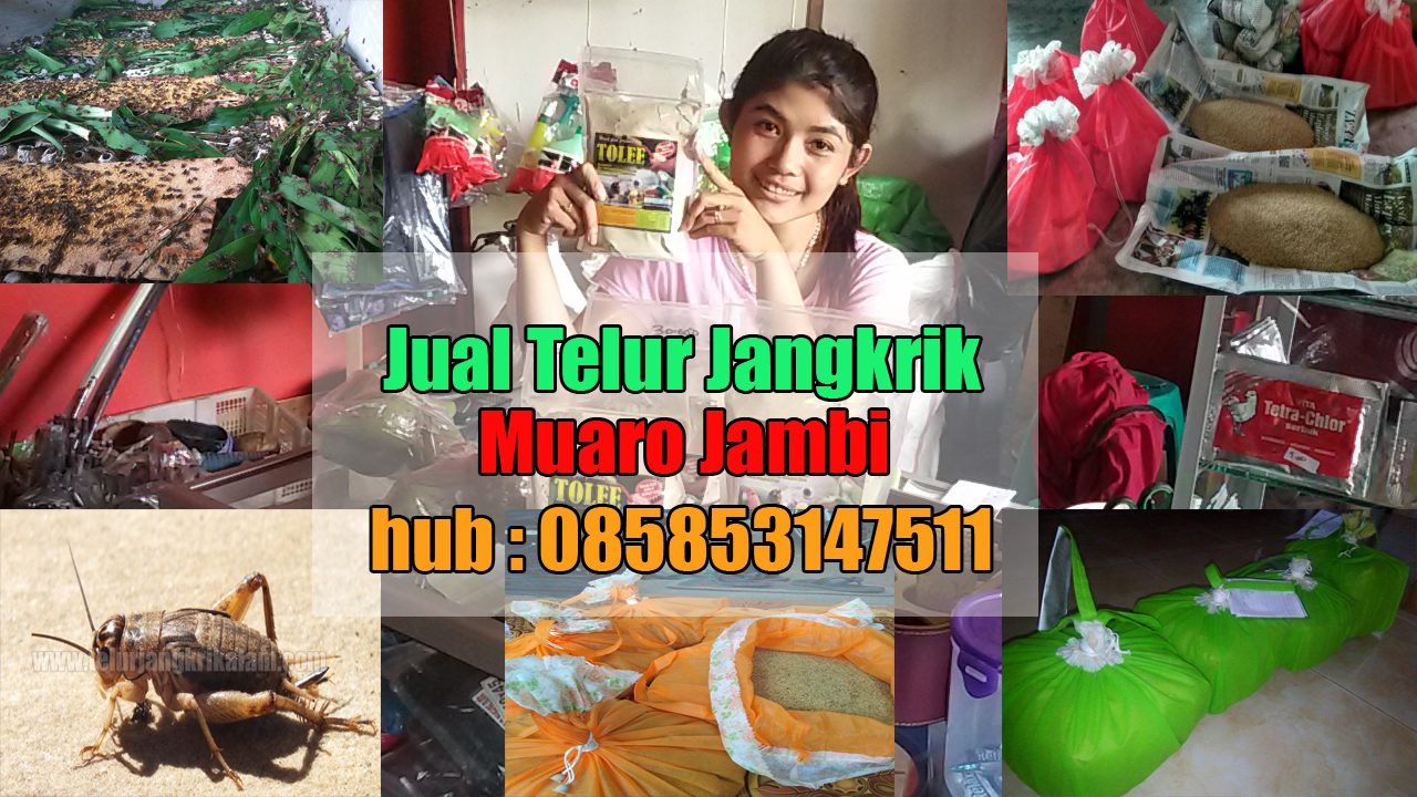 Jual Telur Jangkrik Muaro Jambi Hubungi 085853147511 Telur