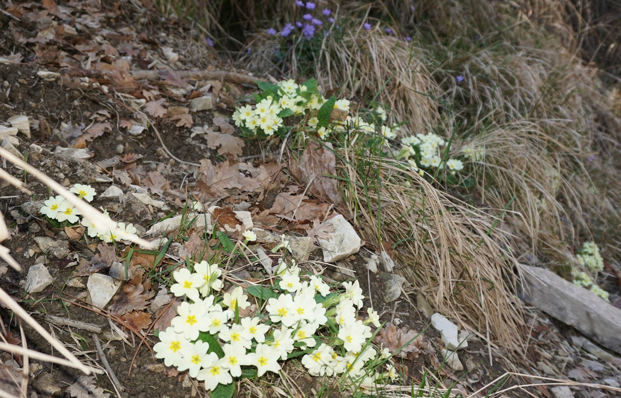 Spring flowers on the trail to Rocca Sparviera